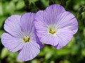 Linum hirsutum (BG Wroclaw)-2.JPG