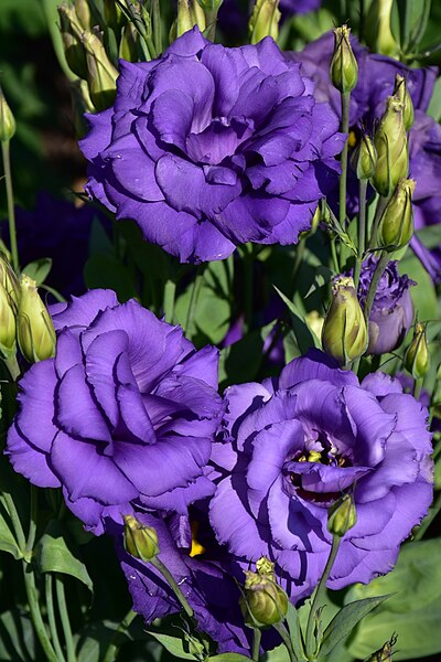 File:Lisianthus Flowers - Echo Blue - but more like purple 3.jpg