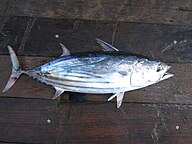 State Fish of Mauritius