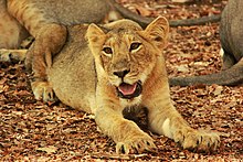 The Asiatic lion has remained a prominent symbol of the country throughout history. Little Lion King.jpg