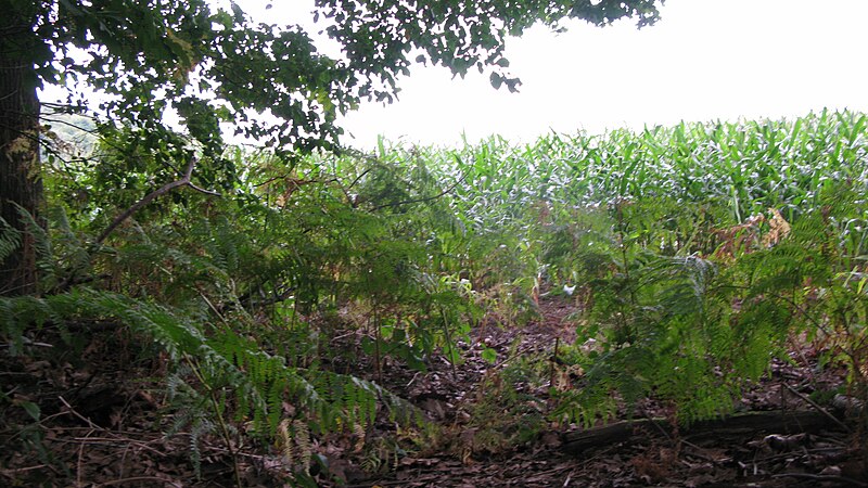 File:Little forest opposite the Duivelsberg restaurant 9.JPG