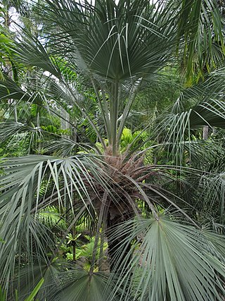 <i>Livistona alfredii</i> Species of palm