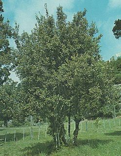 <i>Lomatia hirsuta</i> Species of tree in the family Proteaceae native to Argentina, Chile, and Peru