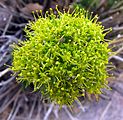 Lomatium parryi