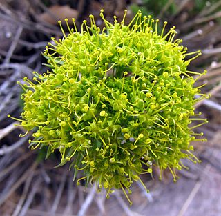 <i>Lomatium parryi</i>