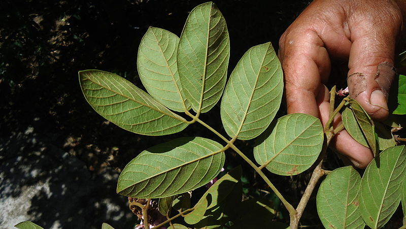 File:Lonchocarpus sericeus (Poir.) Kunth ex DC. (6961841947).jpg