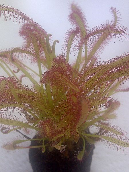 File:London - Drosera anglica 2.jpg