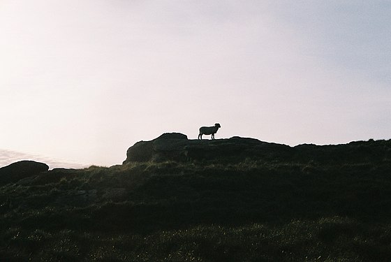 Lone sheep on an outcrop