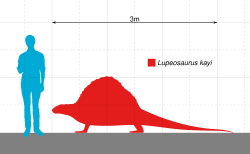 Lupeosaurus Scale.svg