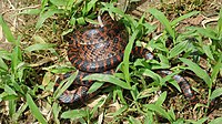 L. rufozonatus with mammal