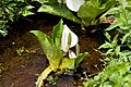 ミズバショウ Lysichiton camtschatcense