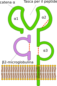 MHC-I structure