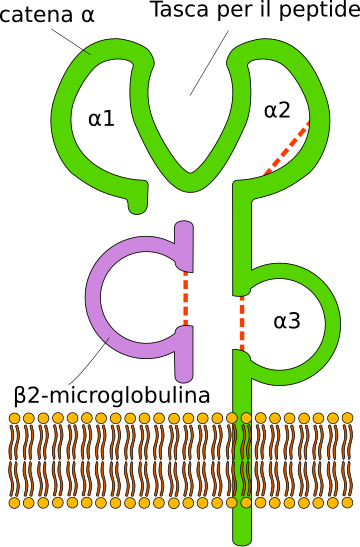 Complejo mayor de histocompatibilidad