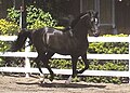 "Mac" - I'd call this boy a "dark bay," but he's advertised as "bay," photo taken by me in April. Image of same horse, photographed in the summer by a pro here