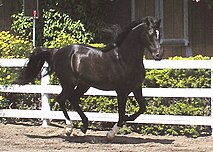 A galloping dark bay-colored horse