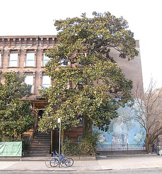 <i>Magnolia grandiflora</i> (Brooklyn) Historic tree