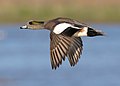 Male american wigeon (Mareca americana) in flight at the Llano Seco Unit of the Sacramento National Wildlife Refuge Complex.