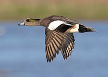 Male in flight at the Llano Seco Unit of the Sacramento National Wildlife Refuge Complex, California Male american wigeon in flight-1274.jpg