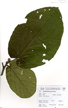 Mansonia altissima (A.Chev.) A.Chev. (GH0272).jpg