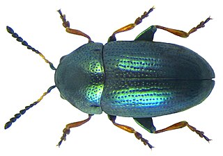 <i>Mantura matthewsii</i> Species of beetle