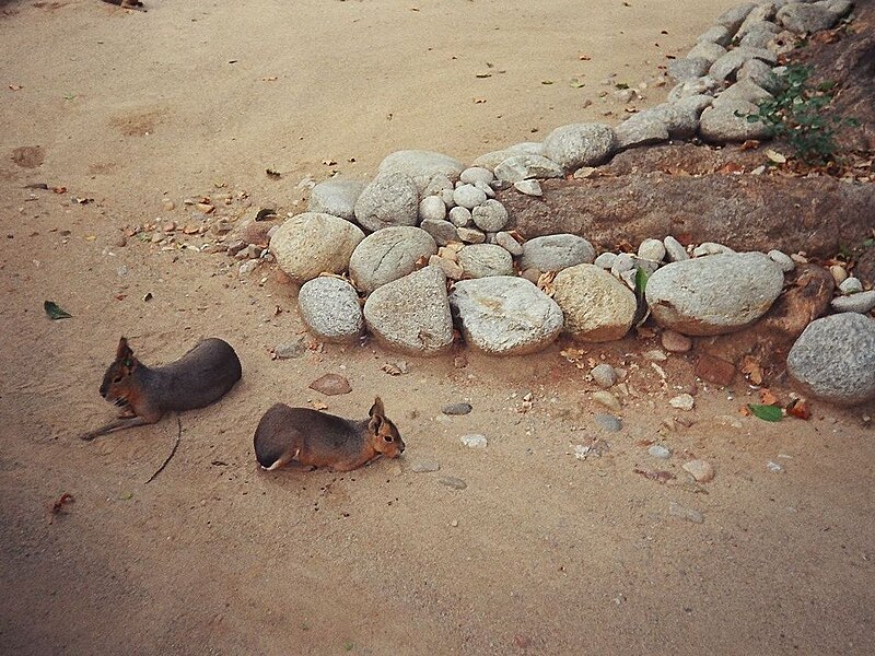 File:Mara - Zoo Barcelona - panoramio.jpg