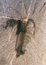 Миниатюра для Marrella splendens