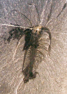 <i>Marrella</i> genus of arthropods