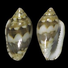 Marginella melvilli 001.jpg