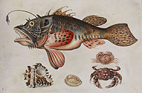 Maria Sibylla Merian (attr) Tiefseefisch Krabben und Meeressschnecken.jpg