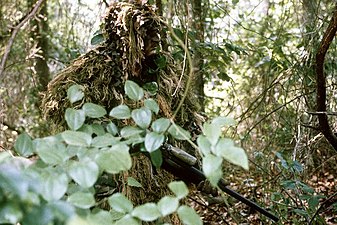 Sniper portant une tenue camouflée.