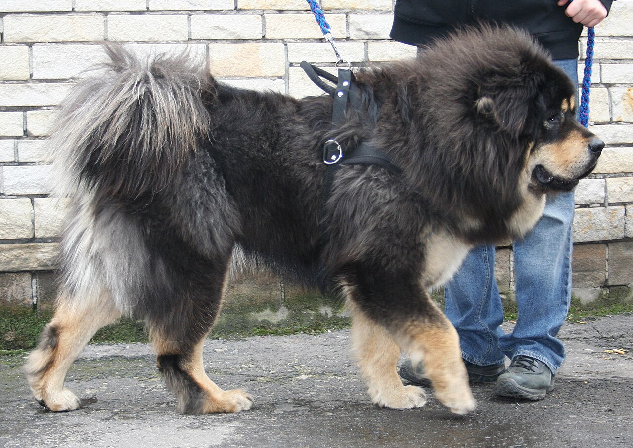 Tibetan Mastiff walking with a blue collar
