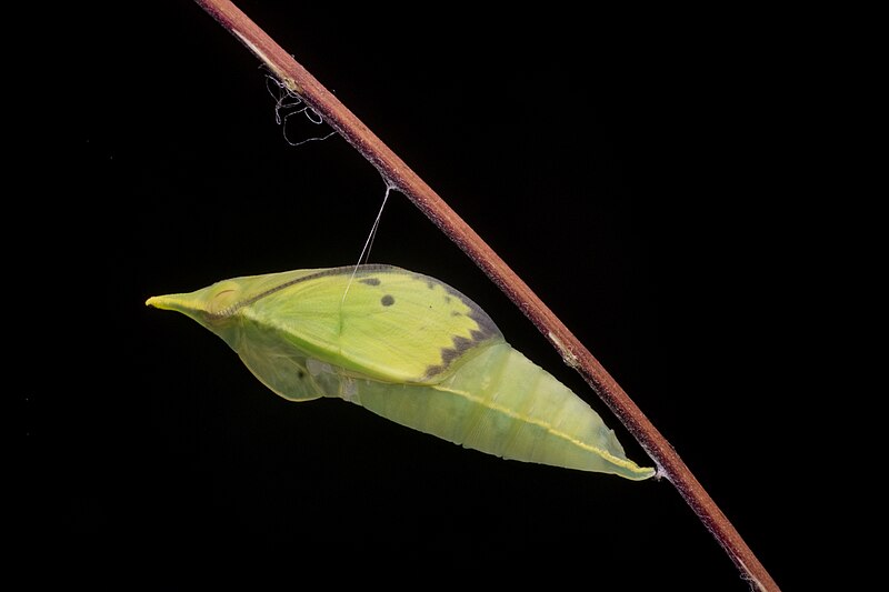 File:Mature pupa of Catopsilia pomona (Fabricius, 1775) - Lemon Emigrant ANK6777.jpg