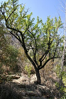 <i>Gymnosporia heterophylla</i>