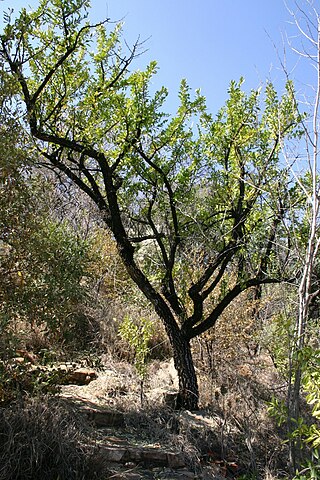 <i>Gymnosporia heterophylla</i> Species of tree