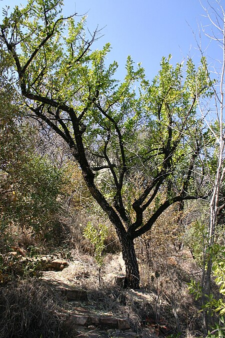 Gymnosporia heterophylla