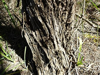 Bark Melaleuca rhaphiophylla (bark).JPG