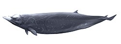 ハッブスオウギハクジラ