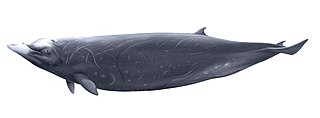 <span class="mw-page-title-main">Hubbs' beaked whale</span> Species of mammal