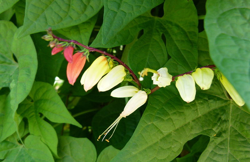 File:Mina lobata "Jungle Queen" 2.JPG