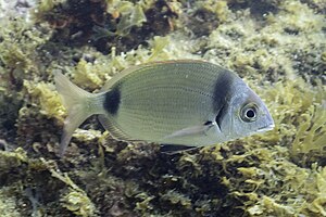 Mojarra (Diplodus vulgaris), Parque natural de la Arrábida, Portugal, 2020-07-31, DD 20.jpg