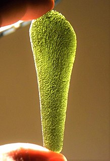 Moldavite Green natural glass possibly formed by a meteorite impact