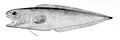 Monomitopus agassizii (Neobythitinae)