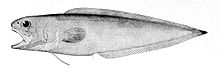 Monomitopus agassizii.jpg