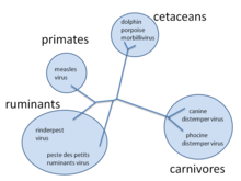 Філогенетичне дерево, що показує взаємозв'язки морбілівірусів різних видів