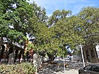 Pohon Ara Moreton Bay, Rumah Sakit Royal Perth, Bulan Januari 2021 01.jpg
