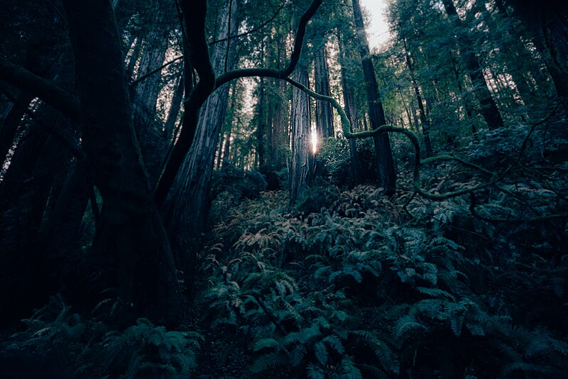 File:Mossy branches and fern leaves (Unsplash).jpg