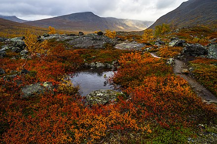 Autumn colours in Sjaunja