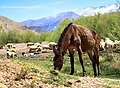 * Nomination Horse eating grass in Ait Bouguemez valley by Mohamed Haddi --Reda benkhadra 12:25, 27 May 2016 (UTC) * Decline The settings were totally wrong for a near-static motif. 1/4000 is not reasonable. You paid with a f/1.8 which resulted in too small DoF. Also chromatic fringes everywhere. Not a QI. --Cccefalon 16:53, 27 May 2016 (UTC)