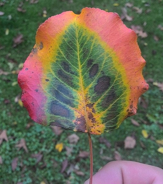 File:Multi-color leaf without saturation (cropped).jpg