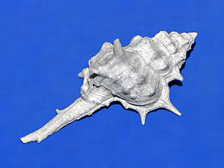 <i>Promurex</i> Subgenus of gastropods